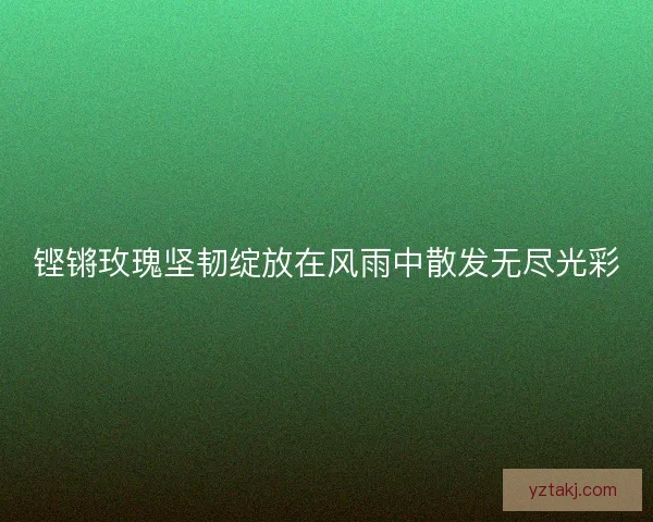 铿锵玫瑰坚韧绽放在风雨中散发无尽光彩